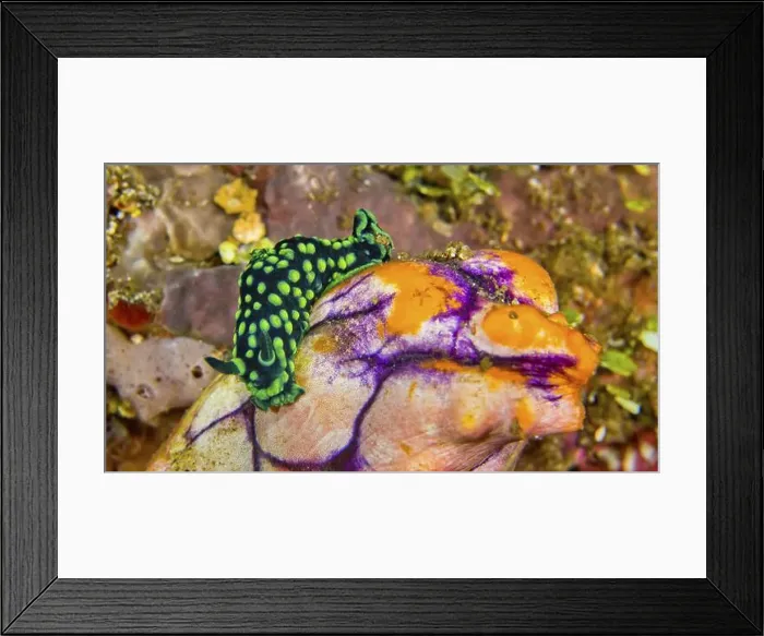 Framed Print : Crested Nembrotha Sea Slug, Nembrotha cristata Framed Print : Crested Nembrotha Sea Slug, Nembrotha cristata