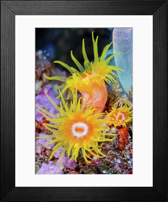 Framed Print : Encrusting Sea Anemone, Reef Building Corals, Coral Reef, Lembeh, North Sulawesi, Indonesia, Asia Framed Print : Encrusting Sea Anemone, Reef Building Corals, Coral Reef, Lembeh, North Sulawesi, Indonesia, Asia