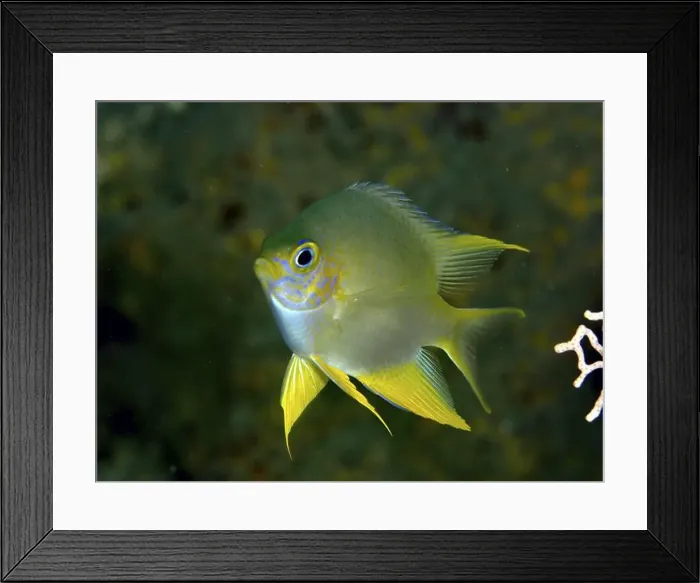 Framed Print : Small yellow-blue fish, Golden damselfish (Amblyglyphidodon aureus) Framed Print : Small yellow-blue fish, Golden damselfish (Amblyglyphidodon aureus)