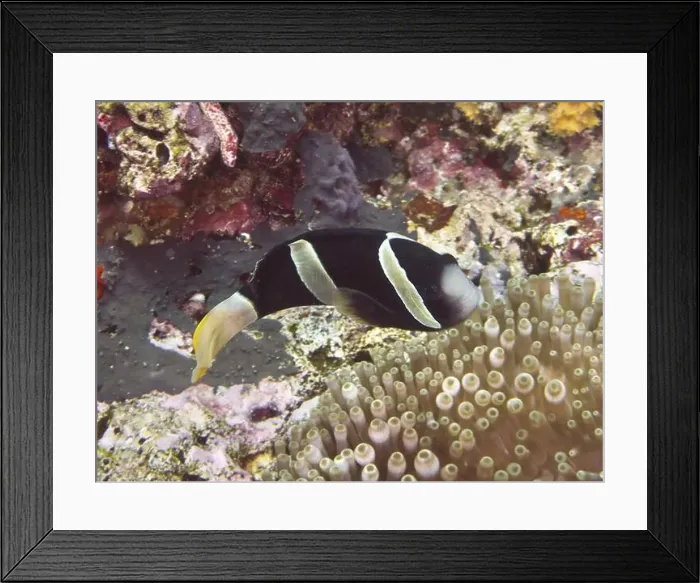 Framed Print : An anemonefish, Clark's anemonefish (Amphiprion clarkii) melanistic Framed Print : An anemonefish, Clark's anemonefish (Amphiprion clarkii) melanistic