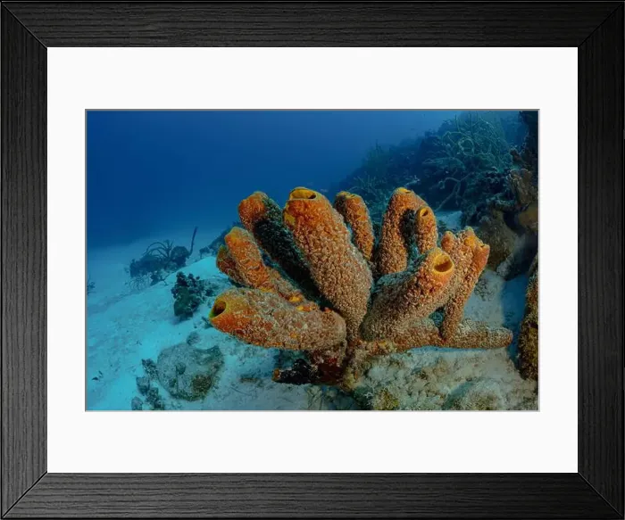 Framed Print : This stock photo captures stunning underwater sponge formations off the coast of Bonaire