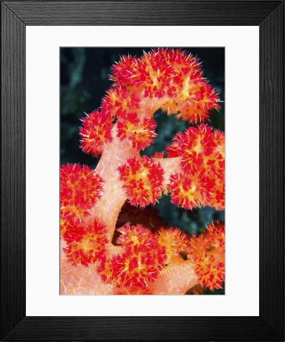Framed Print : Multi-branched Coral Trees, Soft Coral Framed Print : Multi-branched Coral Trees, Soft Coral