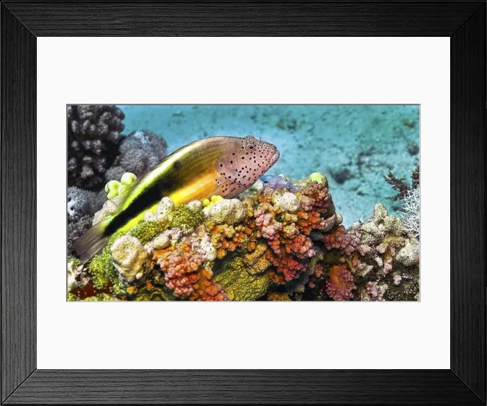 Framed Print : Freckedled hawkfish, Paracirrhites forsteri, Coral Reef, Red Sea, Egypt, Africa Framed Print : Freckedled hawkfish, Paracirrhites forsteri, Coral Reef, Red Sea, Egypt, Africa