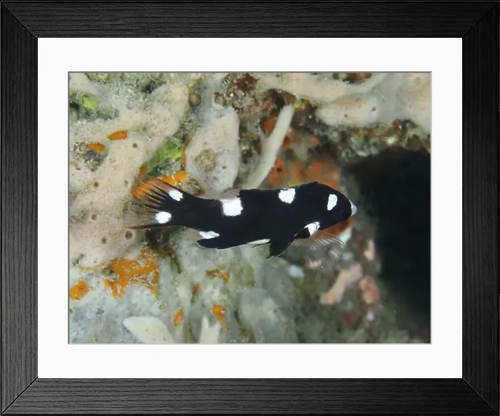Framed Print : A black-and-white fish with spots Framed Print : A black-and-white fish with spots