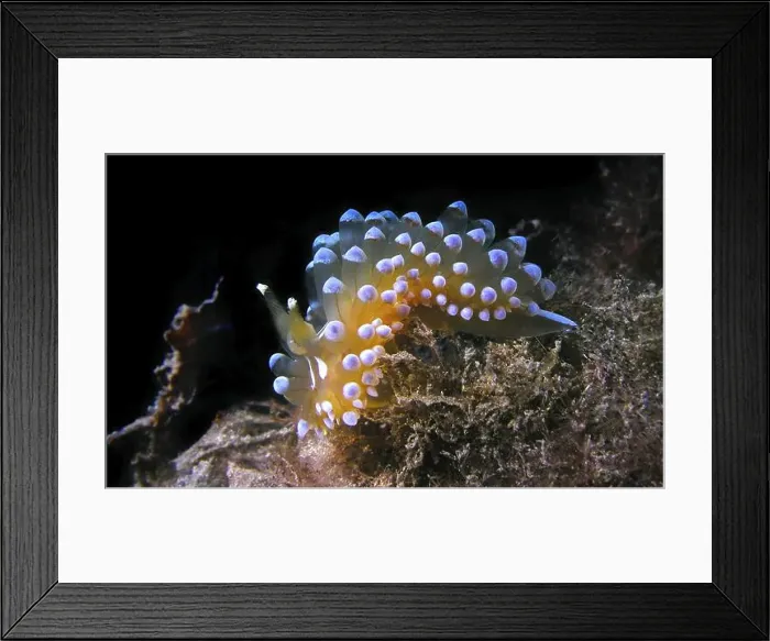 Framed Print : Sea Slug, Nudibranch, Janolus cristatus Framed Print : Sea Slug, Nudibranch, Janolus cristatus