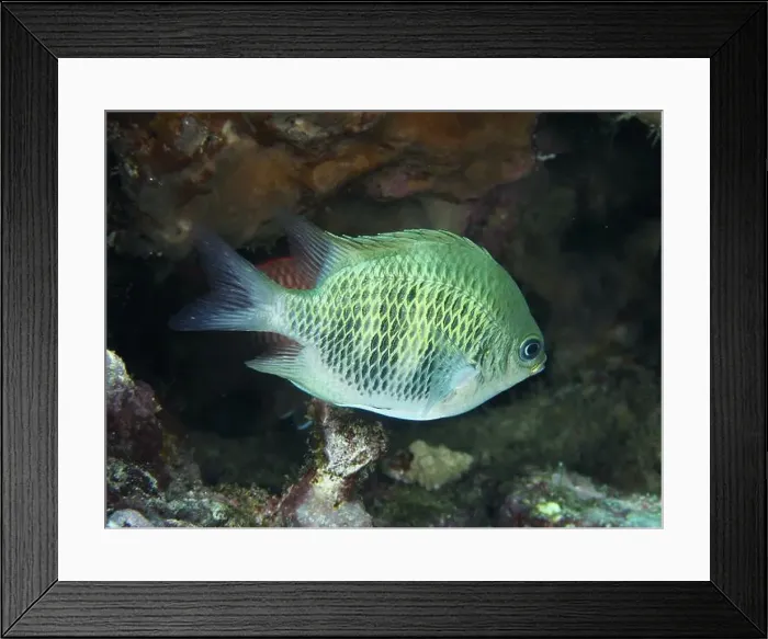 Framed Print : A greenish fish, staghorn coral damselfish (Amblyglyphidodon curacao)