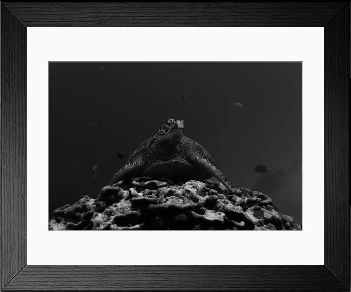 Framed Print : Green sea turtle rests peacefully on vibrant coral reef Framed Print : Green sea turtle rests peacefully on vibrant coral reef