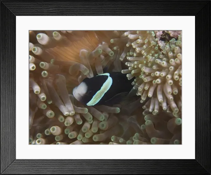Framed Print : A black and white anemonefish, Clark's anemonefish (Amphiprion clarkii) melanistic Framed Print : A black and white anemonefish, Clark's anemonefish (Amphiprion clarkii) melanistic