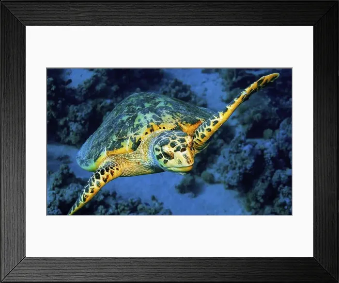 Framed Print : Green Turtle, Chelonia mydas, Coral Reef, Red Sea, Egypt, Africa