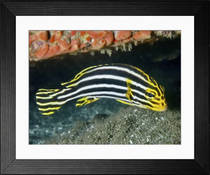 Framed Print : A striped sweetlips (Plectorhinchus lessonii) swimming close to a coral on the seabed Framed Print : A striped sweetlips (Plectorhinchus lessonii) swimming close to a coral on the seabed