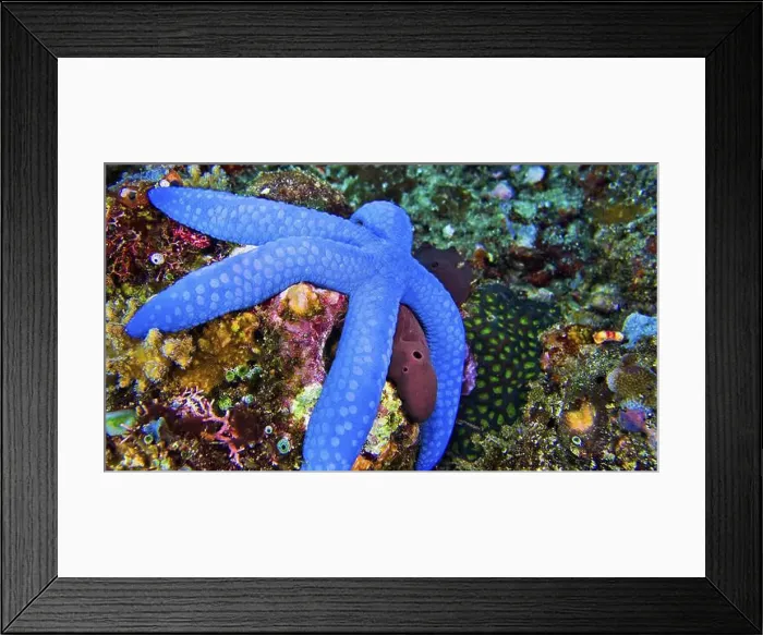 Framed Print : Blue Sea Star, Unckia laaevigata, Starfish, Reef Building Corals, Coral Reef, Lembeh, North Sulawesi, Indonesia, Asia