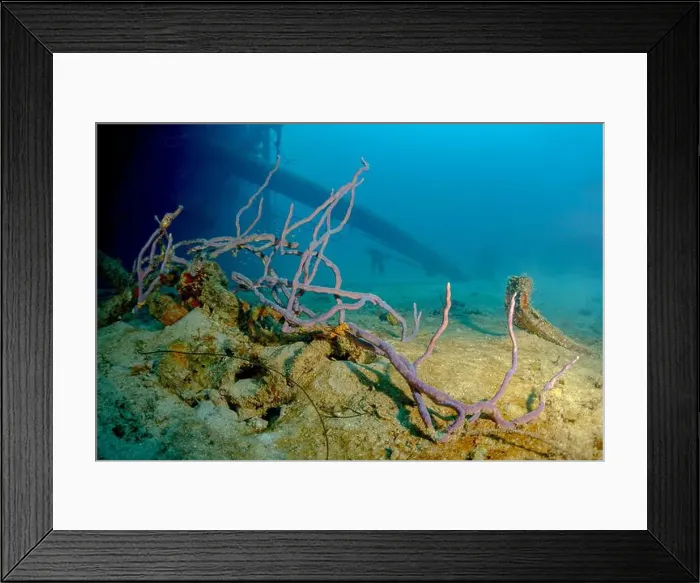 Framed Print : Diver exploring the vivid underwater landscape with purple coral formations Framed Print : Diver exploring the vivid underwater landscape with purple coral formations