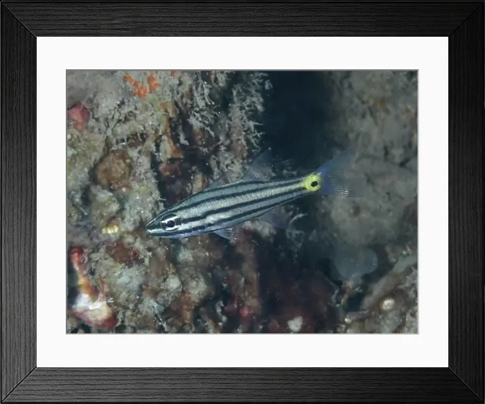 Framed Print : A striped fish, toothed cardinalfish (Cheilodipterus isostigmus) Framed Print : A striped fish, toothed cardinalfish (Cheilodipterus isostigmus)