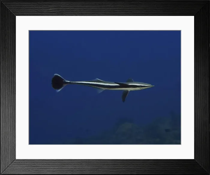 Framed Print : A streamlined fish, Live sharksucker (Echeneis naucrates) Framed Print : A streamlined fish, Live sharksucker (Echeneis naucrates)