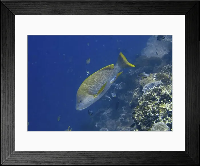Framed Print : Large yellow-grey fish, Mangrove snapper (Lutjanus rivulatus) Framed Print : Large yellow-grey fish, Mangrove snapper (Lutjanus rivulatus)