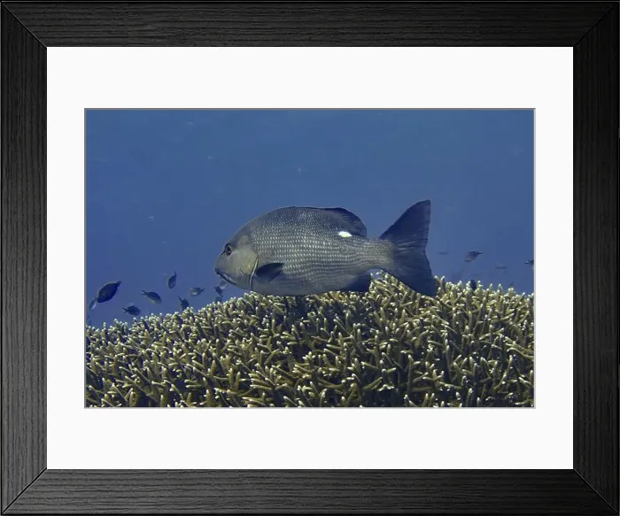 Framed Print : A double spotted snapper (Lutjanus bohar) swimming over a coral reef in the deep blue ocean Framed Print : A double spotted snapper (Lutjanus bohar) swimming over a coral reef in the deep blue ocean