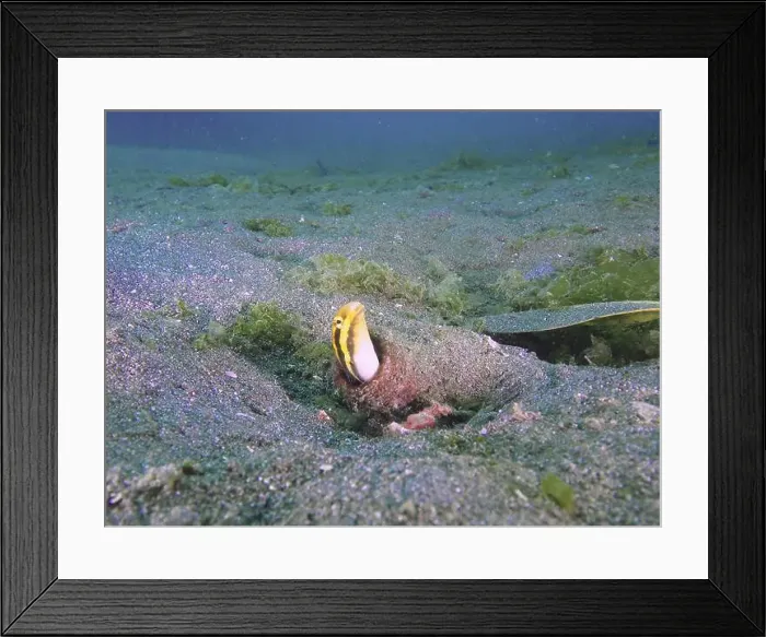 Framed Print : A striped mimicry blenny (Petroscirtes breviceps) peeking out of a bottle buried in the sandy seabed Framed Print : A striped mimicry blenny (Petroscirtes breviceps) peeking out of a bottle buried in the sandy seabed