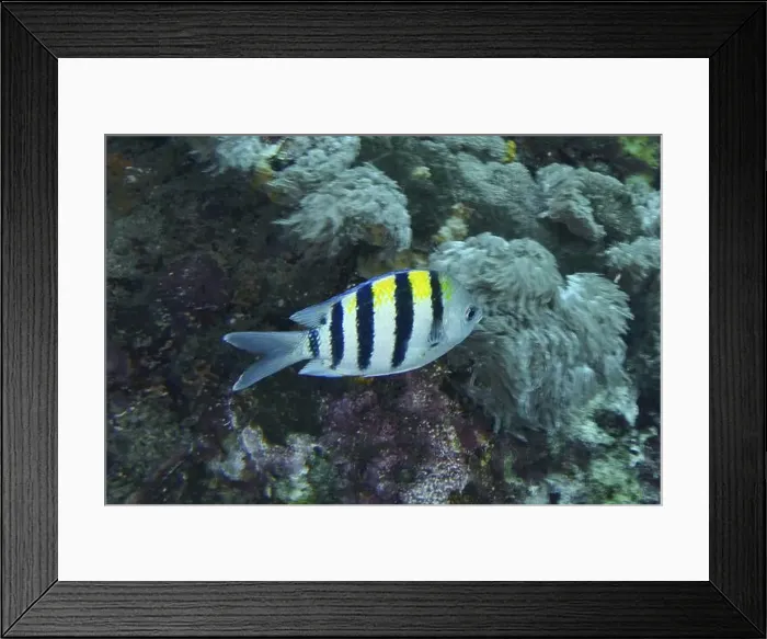 Framed Print : A striped fish, Indo-Pacific sergeant (Abudefduf vaigiensis) Framed Print : A striped fish, Indo-Pacific sergeant (Abudefduf vaigiensis)