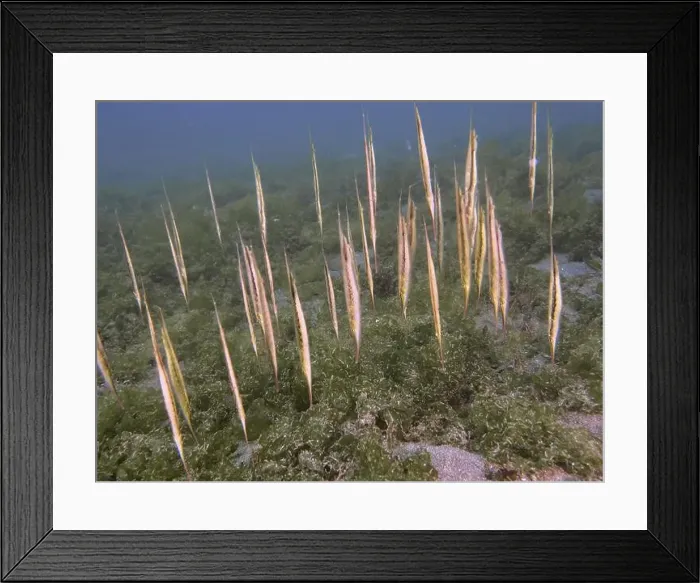 Framed Print : A school of jointed razorfish, razorfish (Aeoliscus strigatus) standing vertically amidst sea greenery Framed Print : A school of jointed razorfish, razorfish (Aeoliscus strigatus) standing vertically amidst sea greenery