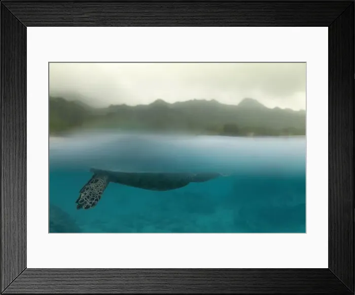 Framed Print : A graceful green sea turtle glides effortlessly at the water's surface Framed Print : A graceful green sea turtle glides effortlessly at the water's surface
