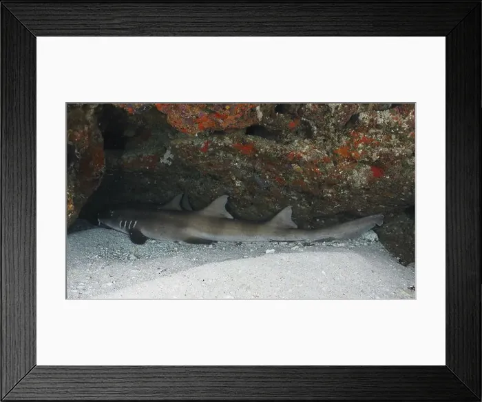 Framed Print : A shark, Brownbanded bamboo shark (Chiloscyllium punctatum) Framed Print : A shark, Brownbanded bamboo shark (Chiloscyllium punctatum)