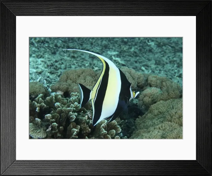 Framed Print : A tropical fish, halterfish (Zanclus cornutus) Framed Print : A tropical fish, halterfish (Zanclus cornutus)