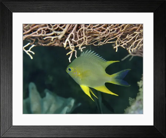 Framed Print : A blue-grey fish with yellow fins Framed Print : A blue-grey fish with yellow fins