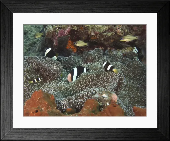 Framed Print : Group of anemonefish, Clark's anemonefish (Amphiprion clarkii) melanistic Framed Print : Group of anemonefish, Clark's anemonefish (Amphiprion clarkii) melanistic