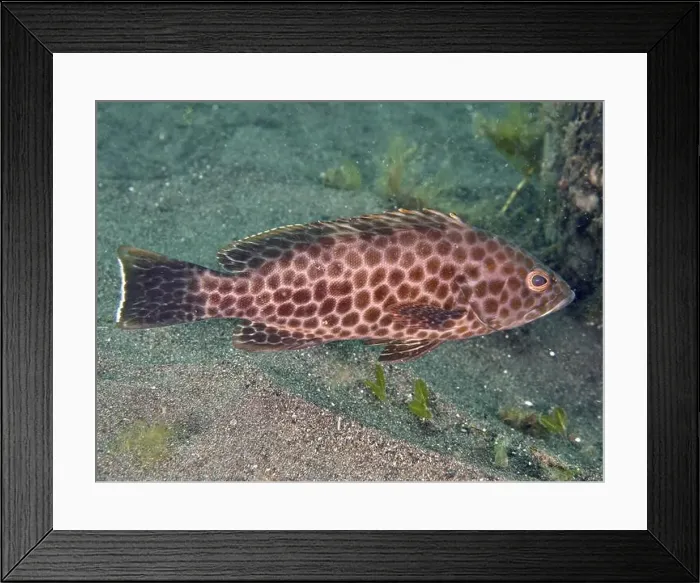 Framed Print : Spotted brown fish, Areolate grouper (Epinephelus areolatus) Framed Print : Spotted brown fish, Areolate grouper (Epinephelus areolatus)