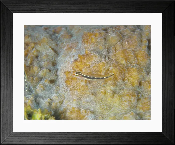 Framed Print : Small yellow spotted fish, yellow spotted dwarf goby (Eviota sebreei) on coral surface Framed Print : Small yellow spotted fish, yellow spotted dwarf goby (Eviota sebreei) on coral surface