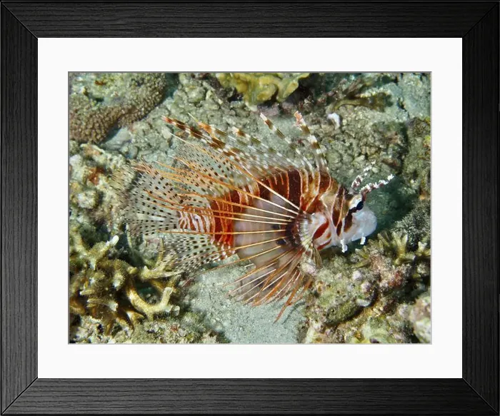 Framed Print : An orange-coloured lionfish with spiny fins Framed Print : An orange-coloured lionfish with spiny fins