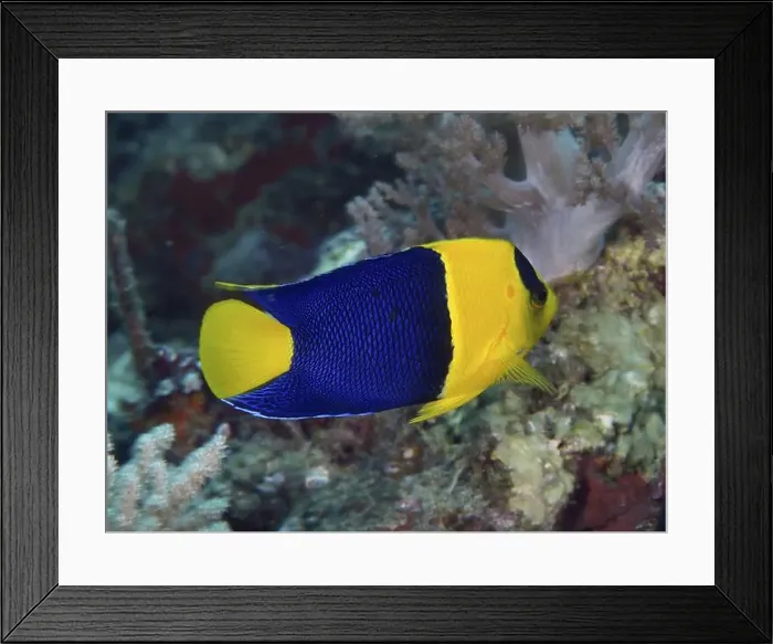 Framed Print : Yellow-blue fish, Bicolor angelfish (Centropyge bicolor) Framed Print : Yellow-blue fish, Bicolor angelfish (Centropyge bicolor)