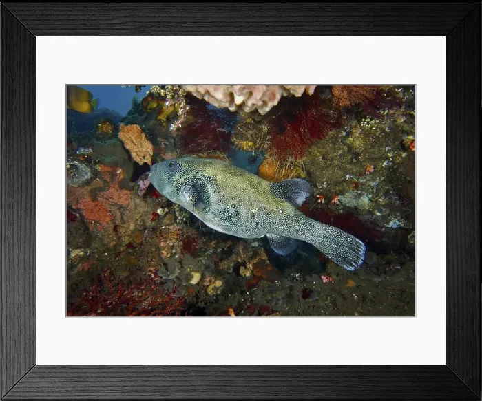 Framed Print : Colourful fish, blue spotted pufferfish (Arothron caeruleopunctatus) Framed Print : Colourful fish, blue spotted pufferfish (Arothron caeruleopunctatus)