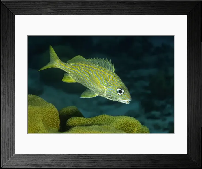 Framed Print : A striking Haemulon flavolineatum swims above coral in the clear waters of Bonaire Framed Print : A striking Haemulon flavolineatum swims above coral in the clear waters of Bonaire