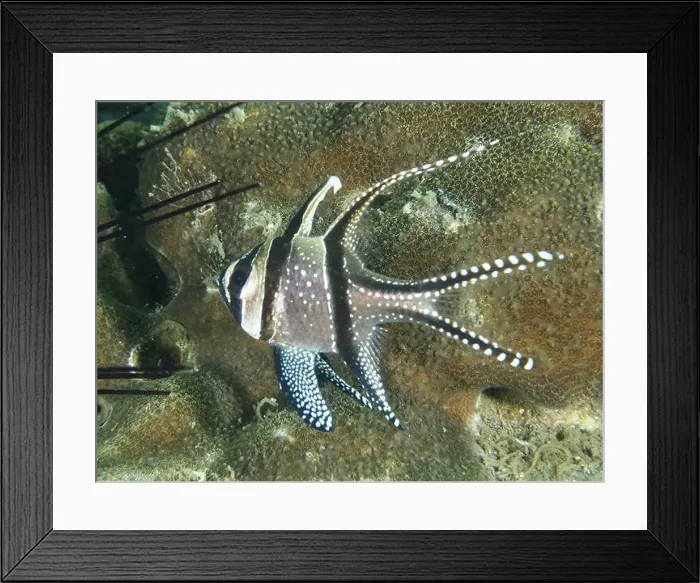 Framed Print : A cardinalfish with distinctive black and white stripes Framed Print : A cardinalfish with distinctive black and white stripes