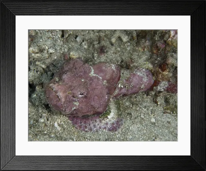 Framed Print : A humpback scorpionfish (Scorpaenopsis diabolus) lying on the sandy seabed Framed Print : A humpback scorpionfish (Scorpaenopsis diabolus) lying on the sandy seabed