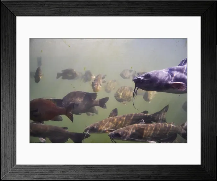 Framed Print : A variety of fish in a large tank Framed Print : A variety of fish in a large tank