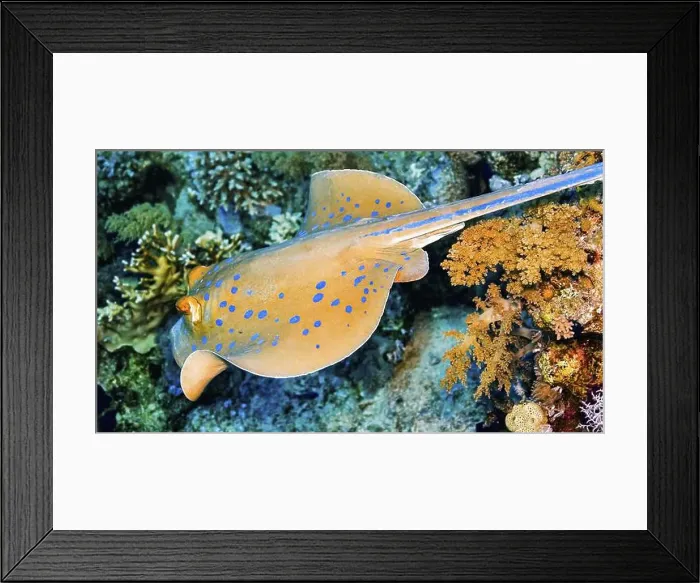 Framed Print : Blue Spotted Ribbontail Ray, Taeniura lymma, Coral Reef, Red Sea, Egypt, Africa Framed Print : Blue Spotted Ribbontail Ray, Taeniura lymma, Coral Reef, Red Sea, Egypt, Africa