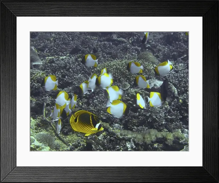 Framed Print : Shoal of yellow-white fish, Pyramid butterflyfish (Hemitaurichthys polylepis) Framed Print : Shoal of yellow-white fish, Pyramid butterflyfish (Hemitaurichthys polylepis)