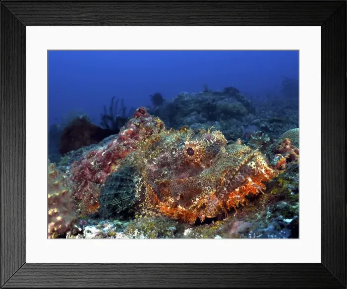 Framed Print : An orange-brown fish, fringed scorpionfish (Scorpaenopsis oxycephalus) Framed Print : An orange-brown fish, fringed scorpionfish (Scorpaenopsis oxycephalus)