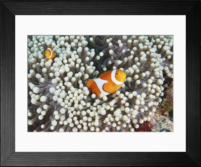 Framed Print : Two Ocellaris Clownfish (Amphiprion ocellaris) are in a pale sea anemone Framed Print : Two Ocellaris Clownfish (Amphiprion ocellaris) are in a pale sea anemone