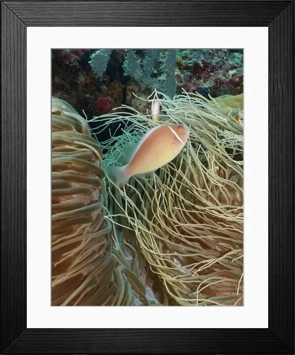 Framed Print : A single pink-coloured fish, collar anemonefish (Amphiprion perideraion) Framed Print : A single pink-coloured fish, collar anemonefish (Amphiprion perideraion)