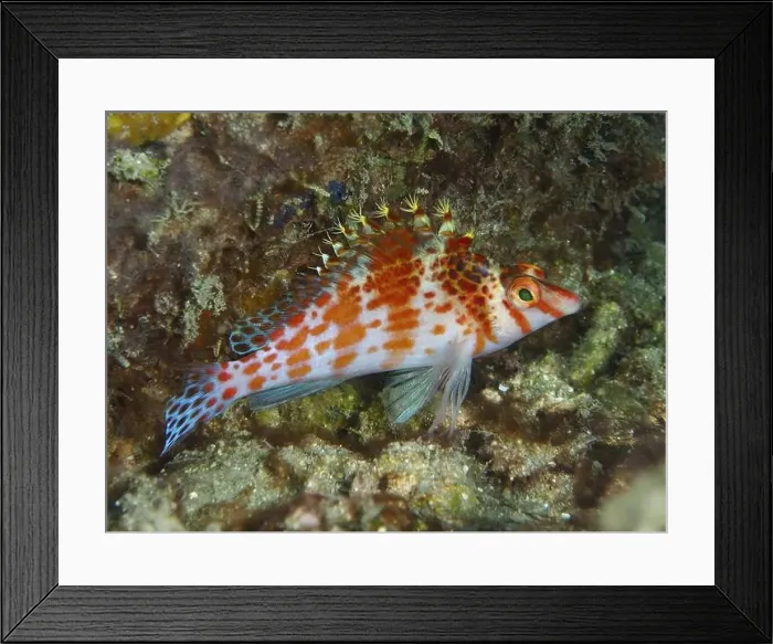 Framed Print : Dwarf Hawkfish (Cirrhitichthys falco) in a structured underwater landscape Framed Print : Dwarf Hawkfish (Cirrhitichthys falco) in a structured underwater landscape