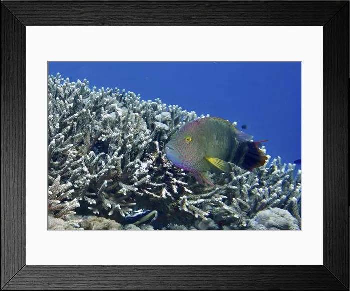 Framed Print : Colourful fish, three-lobed wrasse (Cheilinus trilobatus) Framed Print : Colourful fish, three-lobed wrasse (Cheilinus trilobatus)