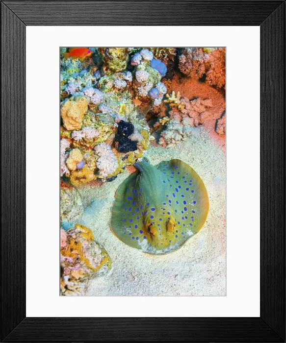 Framed Print : Blue Spotted Ribbontail Ray, Taeniura lymma, Coral Reef, Red Sea, Egypt, Africa