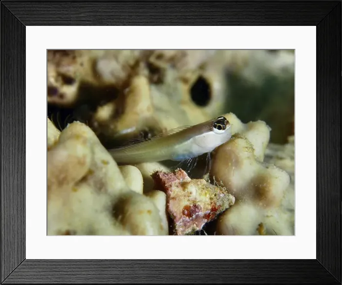 Framed Print : A small blenny fish, Banda combtooth blenny (Ecsenius bandanus) Framed Print : A small blenny fish, Banda combtooth blenny (Ecsenius bandanus)