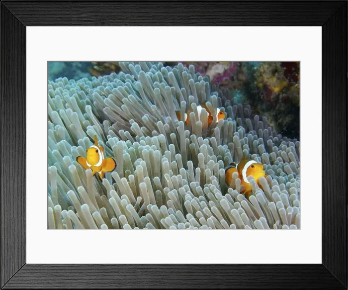 Framed Print : Three specimens of Ocellaris Clownfish (Amphiprion ocellaris) in a sea anemone under water Framed Print : Three specimens of Ocellaris Clownfish (Amphiprion ocellaris) in a sea anemone under water