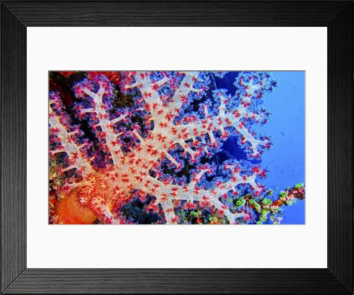 Framed Print : Multi-branched Coral Trees, Soft Coral Framed Print : Multi-branched Coral Trees, Soft Coral
