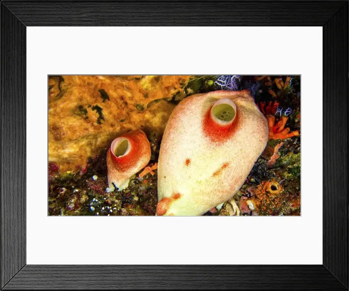 Framed Print : Ascidia, Tunicates, Reef Building Corals Framed Print : Ascidia, Tunicates, Reef Building Corals