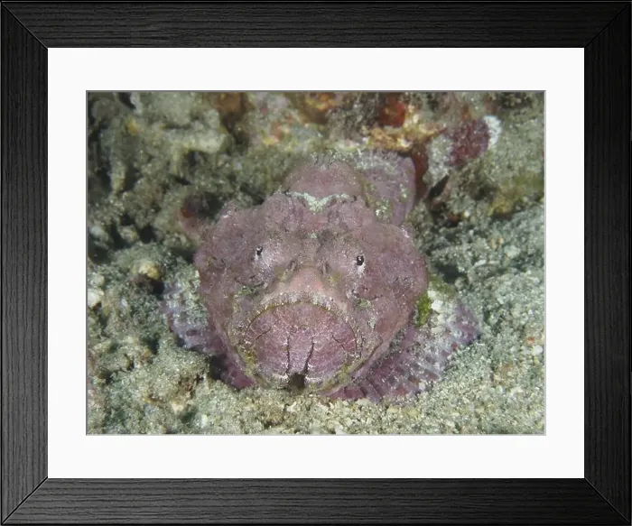 Framed Print : A humpback scorpionfish (Scorpaenopsis diabolus) sits motionless on the seabed Framed Print : A humpback scorpionfish (Scorpaenopsis diabolus) sits motionless on the seabed